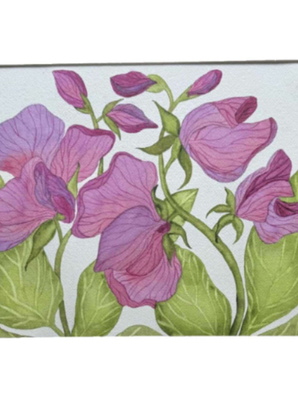 Painting Watercolor Flowers Sweet Pea Violet Purple Maroon 11x14 & Mat 16x20 Art